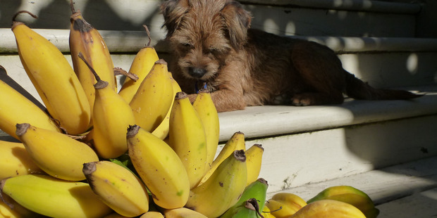 Musa "Hamoa" bananas thrived in Auckland this summer. Photo / Meg Liptrot