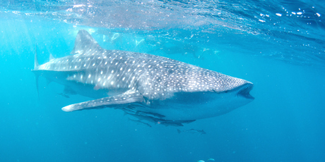 Whale sharks visit the Ningaloo Reef in Western Australia between March and June. Photo / Getty Images
