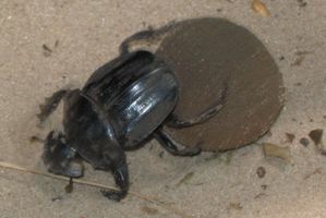 There are too many unanswered questions about the impact the beetles would have on New Zealand. Photo / Supplied