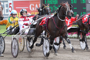Christen Me returns to Addington tomorrow night after a scorching 1:50.5 mile in Sydney. Photo / Gary Wild