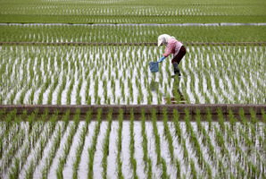 New Zealand and Australia have said commitments to open Japan's agricultural markets are a bottom line. Photo / Bloomberg