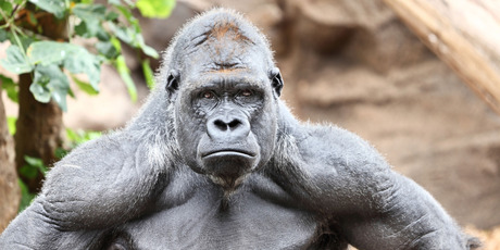 The stockpicking alpha male - is Buffett just an outlier? Photo / Thinkstock