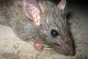 Rats are breeding and on the move in Rotorua.