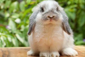 Photo / Thinkstock