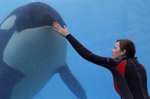 Marion Cotillard shines as whale trainer Stephanie in Rust and Bone. Photo / Supplied