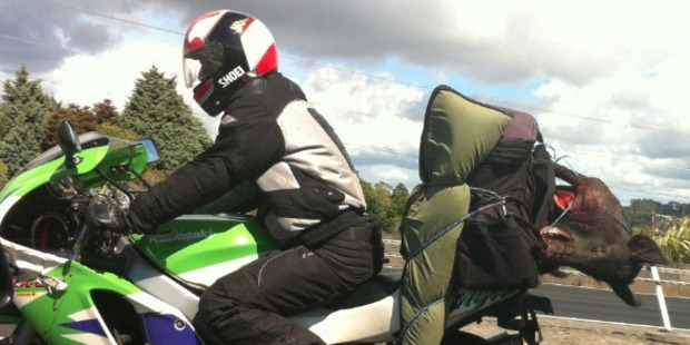 'My daughter and I spotted this unusual pillion passenger on the Northern Motorway, Sunday morning,' writes Richard Spicer. 'Someone was bringing home the bacon. He was actually hogging the outside lane. I should stop now before I become a bit of a boar.' Photo / Supplied