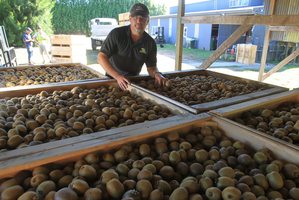 Katikati Kiwifruit grower, Ian McCormick. Photo / John Borren