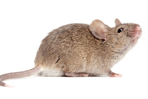 Exterminators say the extended hot weather has resulted in rodents breeding more often. Photo / Getty Images