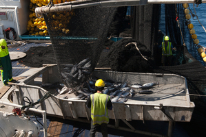 Crew bring a skipjack tuna catch aboard the San Nikunau. Photo / Greg Bowker
