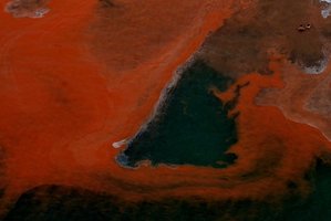 Algal bloom. File photo / Kenny Rodger.