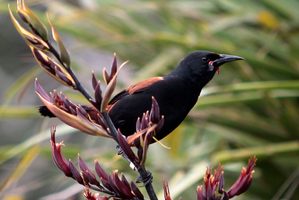 Birdlife on Motutapu Island. Photo / Richard Robinson