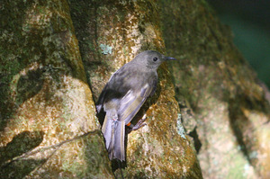 A female hihi takes in her new surroundings at Bushy Park. Photo / Wanganui Chronicle