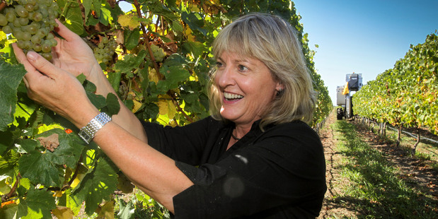 Kate Radburnd of Pask Winery said conditions were so good that growers were making decisions to pick based solely on quality, not what the weather might do next. Photo / APN