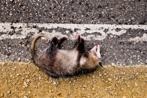 Would you eat something you found on the side of the road?Photo / Thinkstock