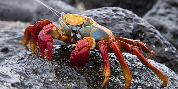 Dunedin photographer Ken Trevathan struck gold with this image of a Sally Lightfoot crab (Grapsus grapsus) squirting liquid. Photo / Ken Trevathan