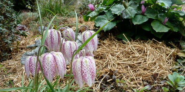 Fritillaria meleagris' chequered colours stand out in the spring garden. Photo / Meg Liptrot