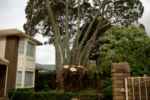Epsom residents are powerless to stop the ancient tree, left unprotected after changes to the RMA, from being cut down. Photo / Dean Purcell