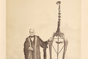 Richard Owen was the first to recognise that a bone fragment he was shown in 1839 came from a large bird. Photo / Supplied
