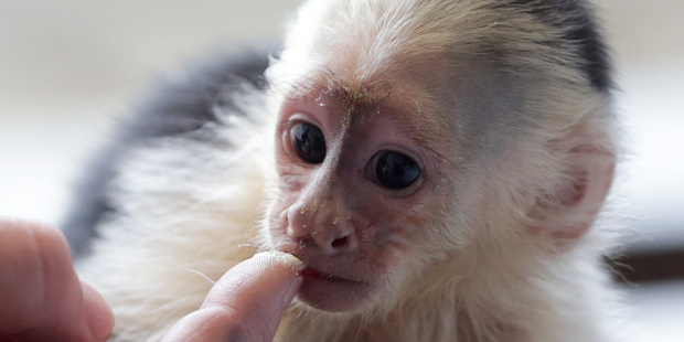 Capuchin monkey 'Mally' sits on the head of an employee in an animal shelter in Munich, Germany. Photo / AP