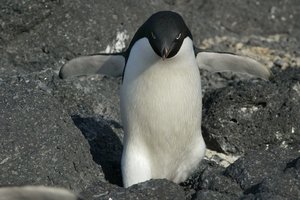 Beaufort Island's Adelie penguin colony is thriving. Photo / Mark Mitchell