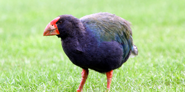 The flightless takahe, found in Fiordland and offshore islands, have grown to 350 individuals after coming close to extinction in the 1970s and 80s. Photo / The Aucklander
