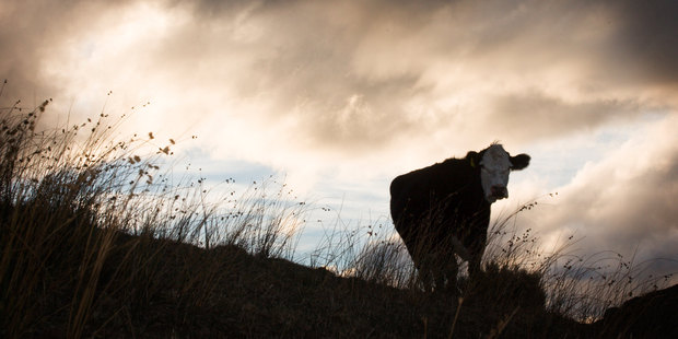 Animal welfare has been identified as a business issue but companies do not always have policies that reflect that. Photo / Greg Bowker