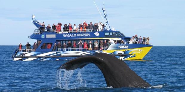 A sperm whale dives in front of the Kaikoura Whale watch vessel. Photo / NZH