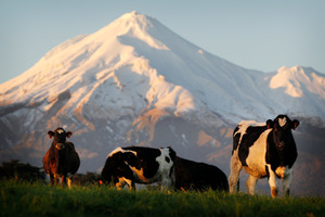 ANZ's commodity price index rose 7.4 per cent last month. Photo / Christine Cornege