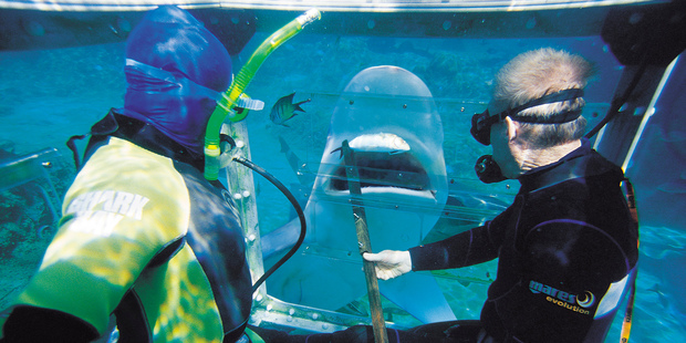 The sharks delicately accept the proferred food, there's no snatching or chomping. Photo / Supplied