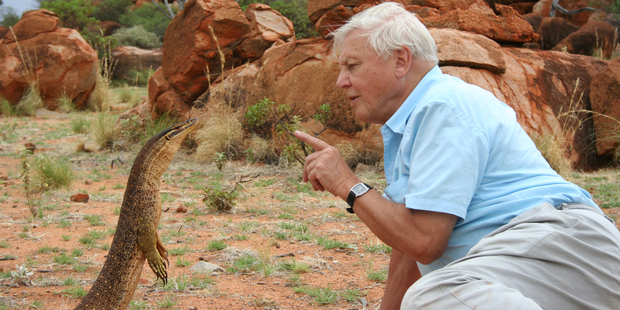 David Attenborough is always prepared to get up close and personal in his animal encounters. Photo / Supplied