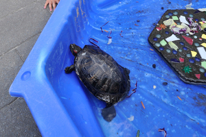 Boris the turtle rests after his return. Photo / Supplied