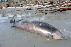 The rare beaked whale which died at Bruce Bay in South Westland yesterday. Photo / Department of Conservation