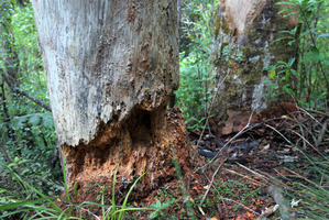 Dieback-affected Kauri at Albany. Photo / Doug Sherring