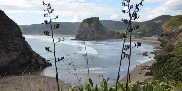 Flax at Piha, on Auckland's west coast. Seeds from these are ripe for seed saving. Photo / Meg Liptrot