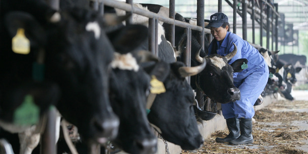 China is playing a growing role in the global dairy industry. Photo / Getty Images