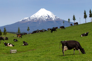 Dicyandiamide (DCD) residues were found in low levels in 10 out of 100 samples of whole milk powde. Photo / Mark Mitchell