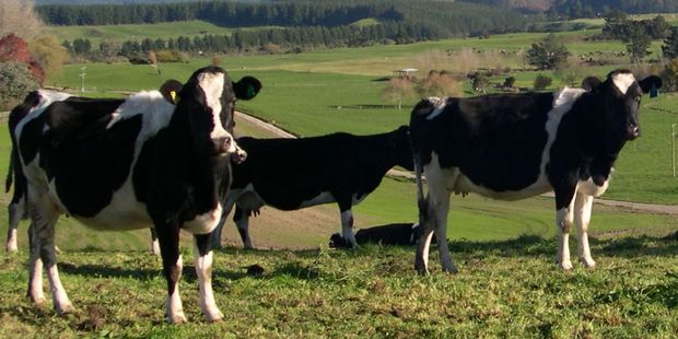 The drought ravaging many parts of the country is just one example of the business risks farmers need to consider when buying dairy land. Photo / APN