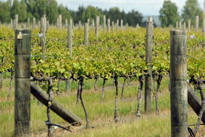 Grape vines in Martinborough, a popular wine growing region in NZ. Photo / Ross Setford