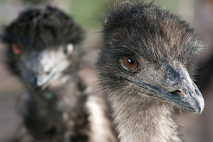 Emu oil is rendered from the fat of the large Australian bird.Photo / Thinkstock