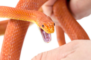 Nanosponges could help removed the venom found in the blood stream after a snake bite. Photo / Thinkstock