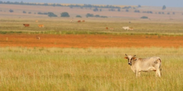 Encountering cattle is not exactly what a traveller to Africa hopes for. Photo / Thinkstock