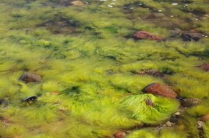 There is a house in Hamburg that uses slimy green algae to create hot water. Photo / Thinkstock