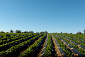 At least 20 migrant strawberry pickers have been shot and wounded in Greece. Photo / Thinkstock