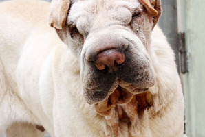 Excessively wrinkled dog Sesame, a two-year-old Chinese shar-pei, required surgery to help him see and hear better. Photo / AP