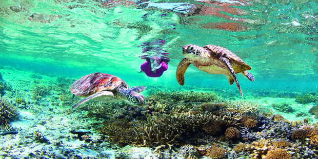 Lady Elliot turtles at Southern Great Barrier Reef in Queensland. Photo / Supplied