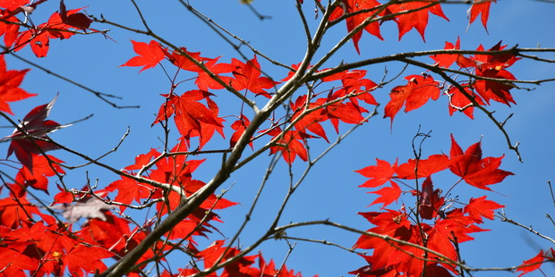 Japanese Maple at Glenfalloch Woodland Garden, Otago Peninsula. Photo / Meg Liptrot