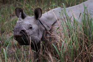 A one horned Rhinoceros. Photo / AP