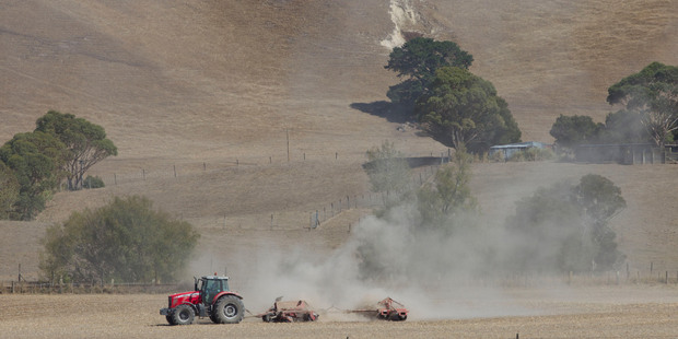 The drought has been the catalyst for a spike in powder prices, says Westpac. Photo / Mark Mitchell