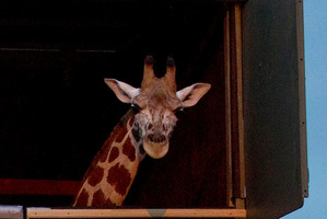 Nakuru, a young female giraffe, is transported in a crate from Auckland Zoo through Mt Eden before embarking on her cross-Tasman voyage. Photo / Sarah Ivey
