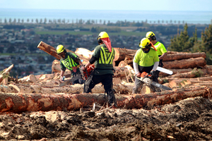Owners of large forests intend to deforest 39,000ha by 2020, a survey says. Photo / Glenn Taylor